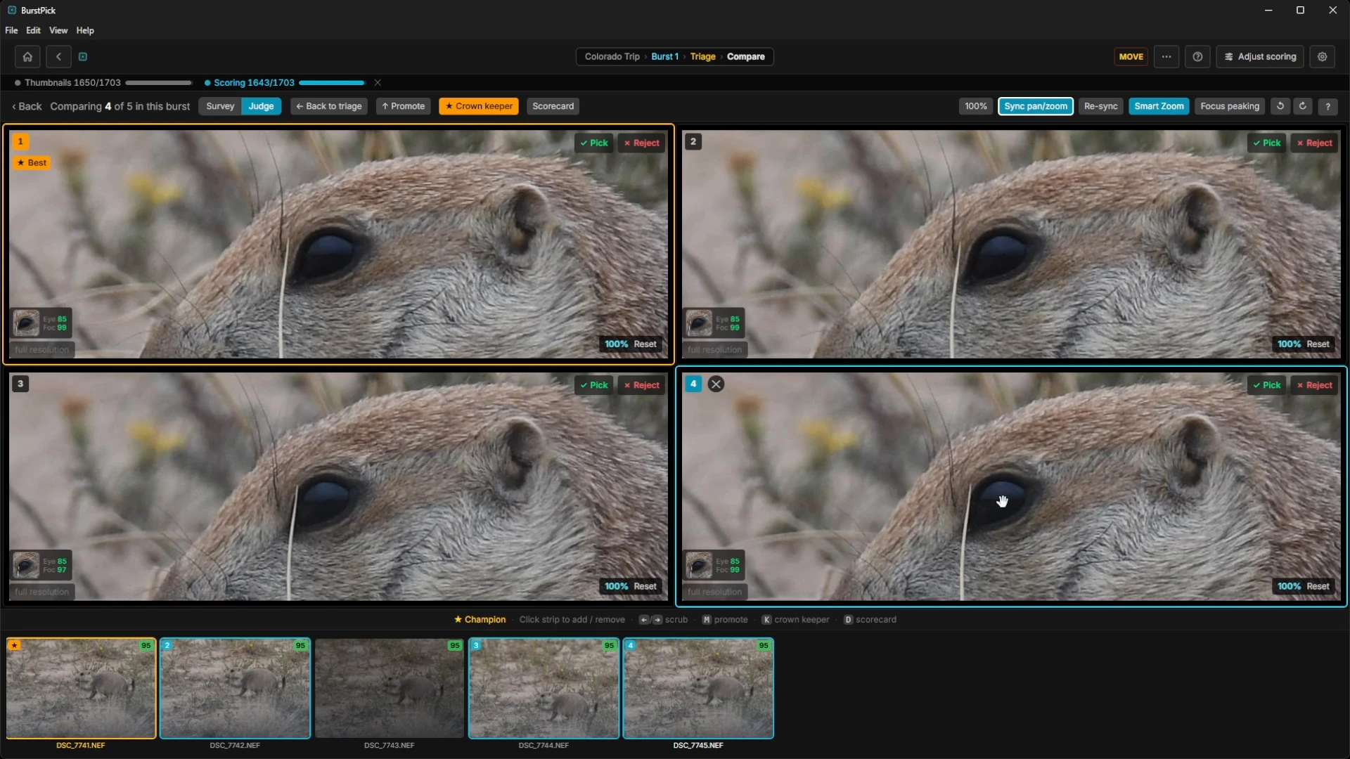 Compare view with four prairie dog frames, each zoomed to the eye with synced pan and zoom