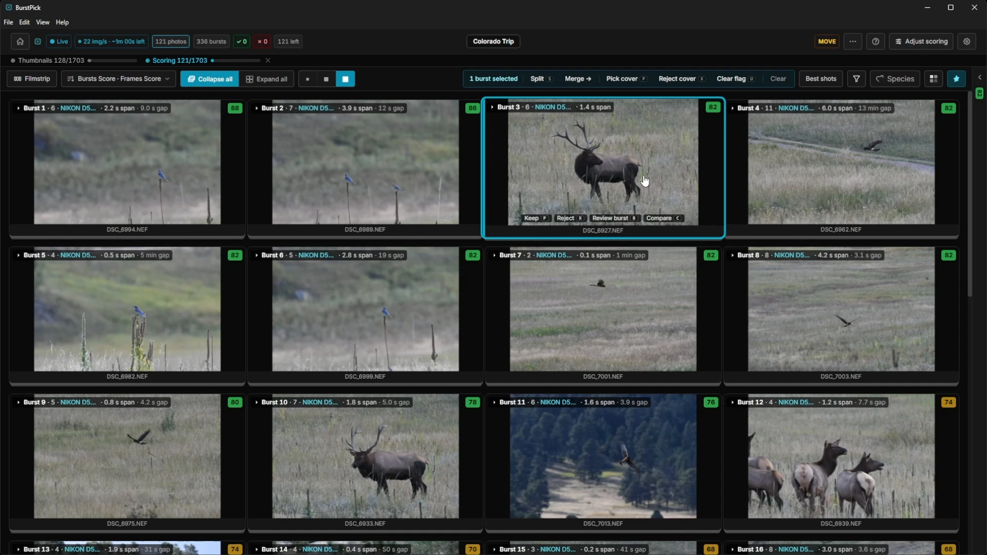 BurstPick grid of the Colorado session, with an elk burst selected among bursts of elk, deer, and birds