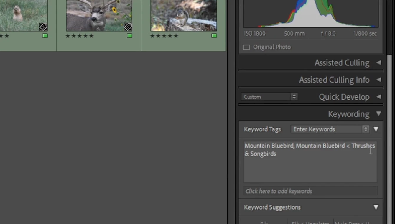 Lightroom Classic Keywording panel showing the Mountain Bluebird keyword and its hierarchy, beside five-star green-labeled thumbnails