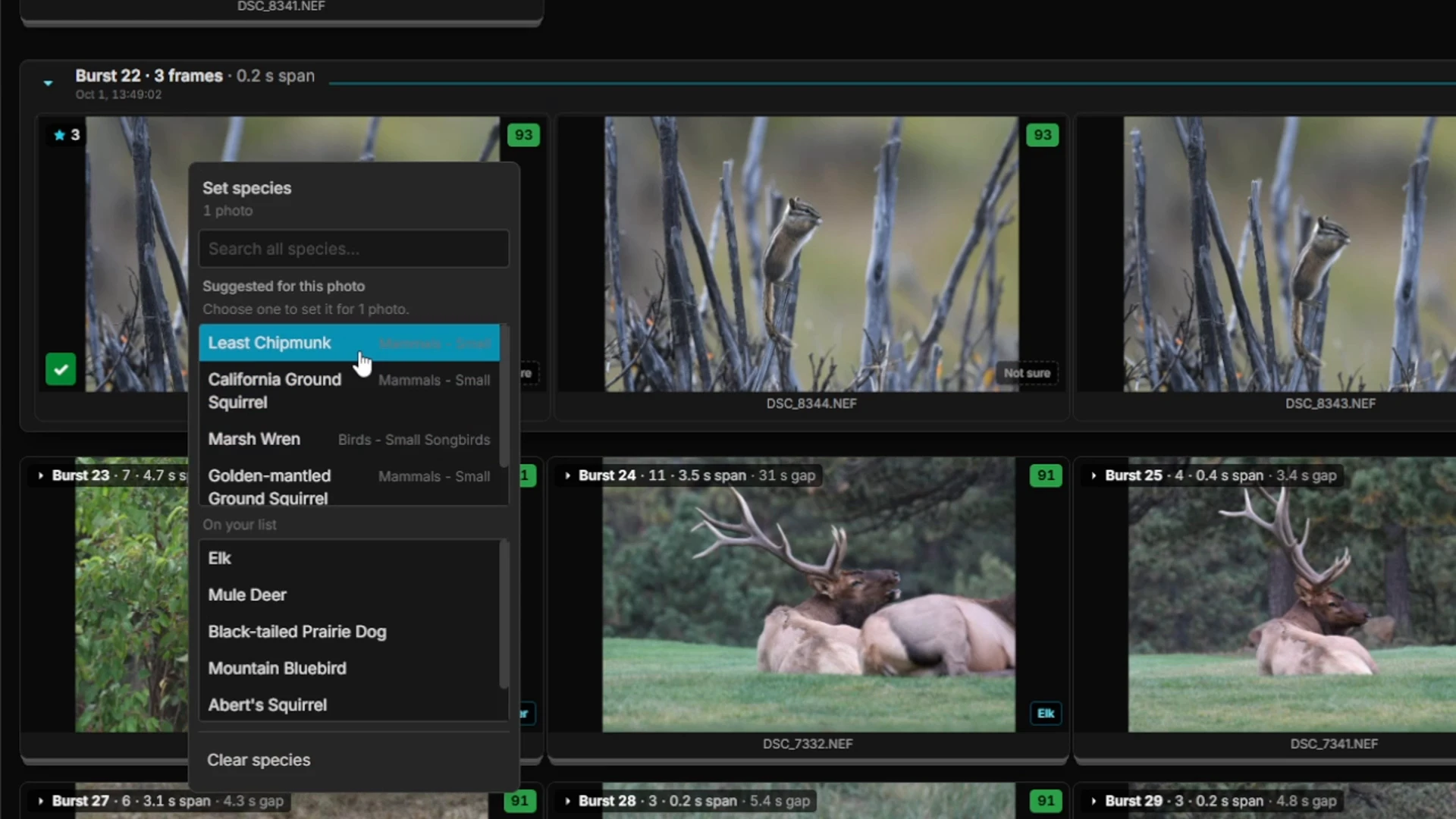 Set species menu open on a squirrel photo, listing suggestions and the species chosen for the shoot, with a Clear species option