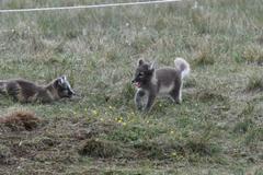 Arctic fox cubs — frame 1 of 5, one cub running with mouth open