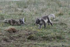 Arctic fox cubs — frame 2 of 5, both cubs facing each other (sharpest frame)