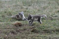Arctic fox cubs — frame 4 of 5, cub walking away