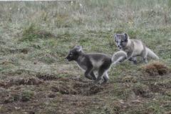Arctic fox cubs — frame 5 of 5, both cubs running